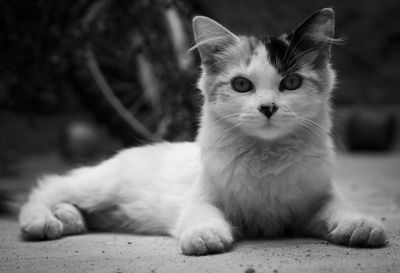 Close-up portrait of cat sitting