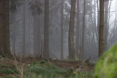 Trees in forest