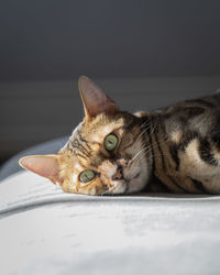 Close-up portrait of a cat