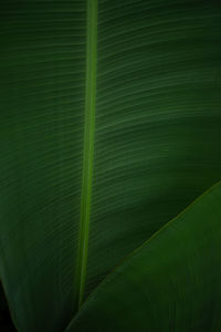 Full frame shot of green leaf