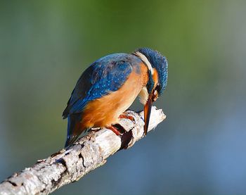 Close-up of bird perching on branch