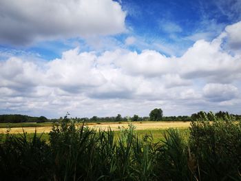 Scenic view of agricultural field against sky