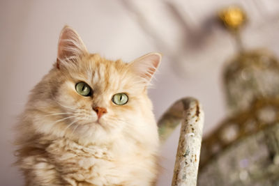 Close-up portrait of cat