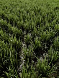 Full frame shot of fresh green field