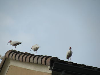 Low angle view of bird perching on roof against clear sky