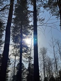 Low angle view of sunlight streaming through trees in forest