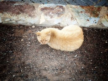 High angle view of a cat