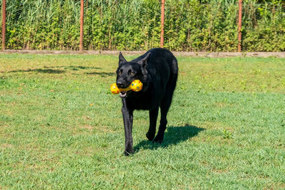 Black dog in a forest