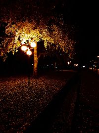 Illuminated street amidst trees during autumn at night