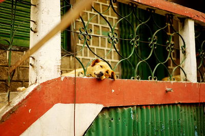 Dog by railing