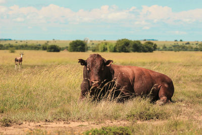 Brown cow in a pasture 