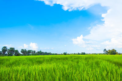 Scenic view of agricultural field against sky