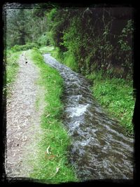 Stream flowing through forest