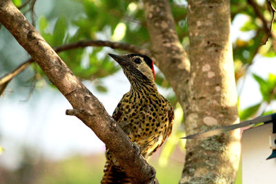 Low angle view of bird perching on tree