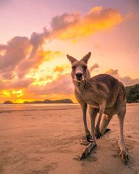 Portrait of cat standing on beach against sky during sunset