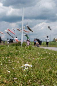 Plants on field against sky