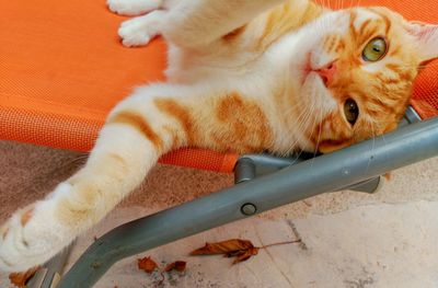 Close-up of cat resting