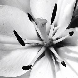 Close-up of flower