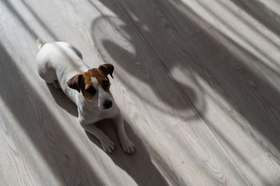 Jack russell terrier dog lies on a wooden floor.