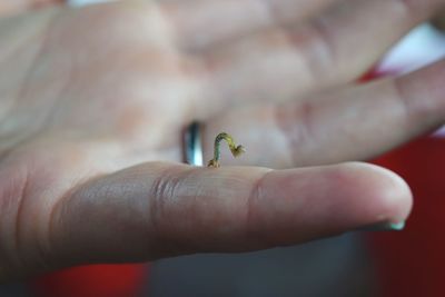 Close-up of a hand holding insect