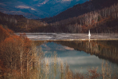 Scenic view of lake in forest