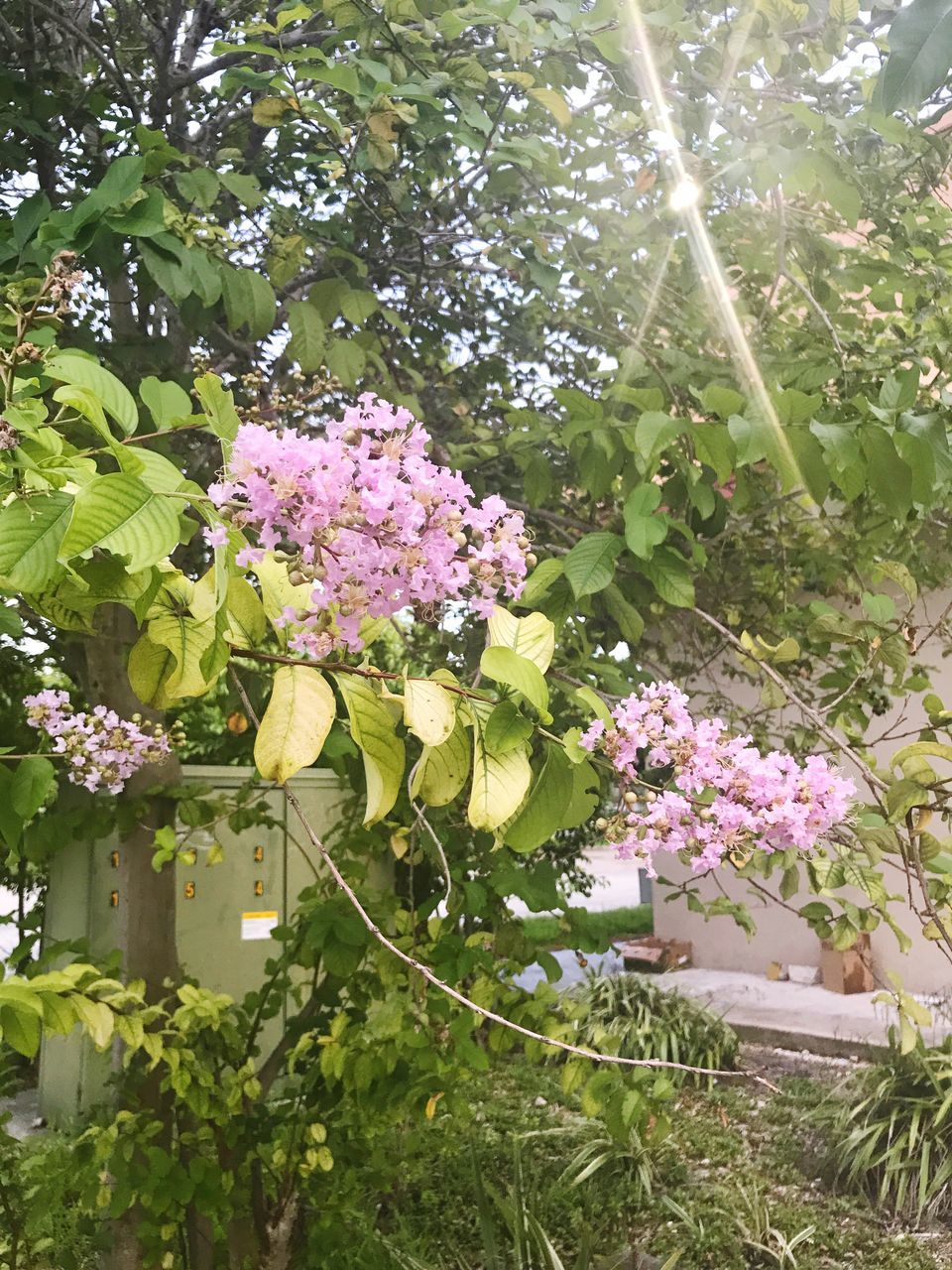 PINK FLOWERS BLOOMING ON TREE