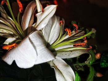 Close-up of white lily plant