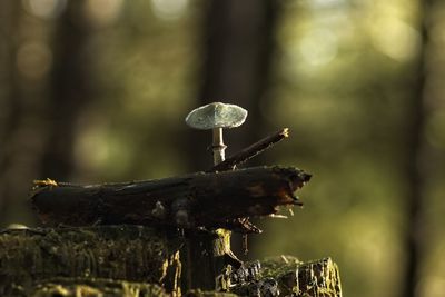 Close-up of mushroom growing on plant