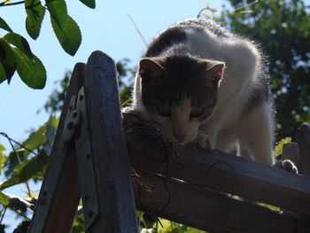 Low angle view of a cat