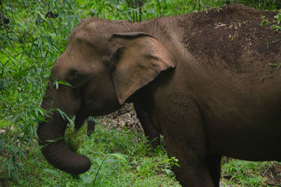 Close-up of elephant in forest