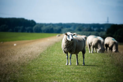 Sheep in a field