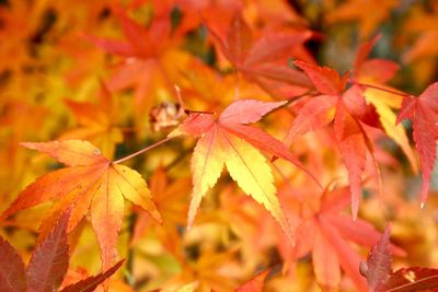 Close-up of maple leaves during autumn
