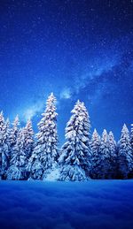 Snow covered pine trees in forest against sky at night