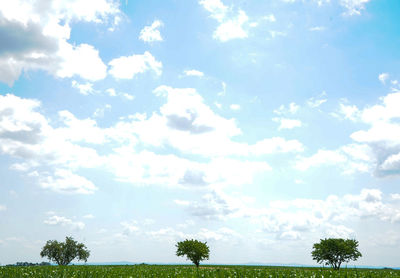 Low angle view of trees against sky