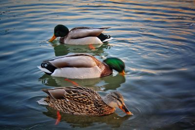 Mallard duck swimming on lake