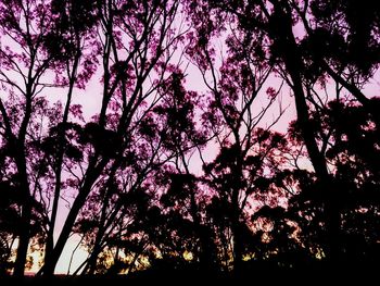 Low angle view of trees against sky at sunset