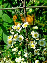 Close-up of white daisy flowers