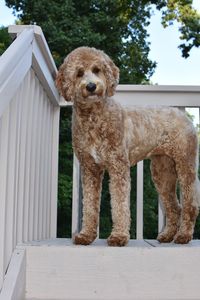 Portrait of dog standing against trees