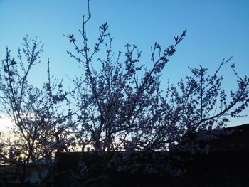 Low angle view of silhouette tree against clear sky