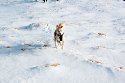 Dog running on snow covered land