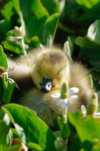 Close-up portrait of a bird