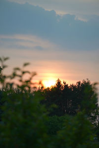 Silhouette trees against sky during sunset