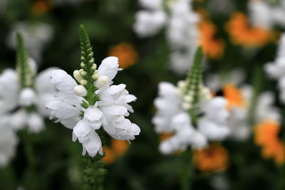 Close-up of white flowering plant