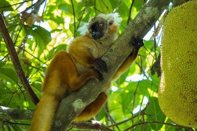 Low angle view of monkey on tree