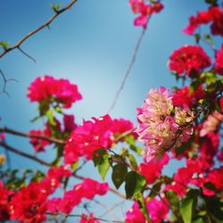 Low angle view of pink flowers blooming against sky