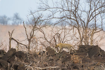 View of cat on bare tree