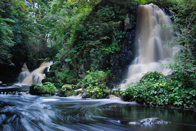 Scenic view of waterfall in forest