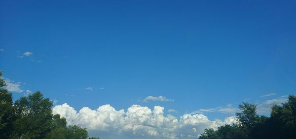 Low angle view of trees against blue sky