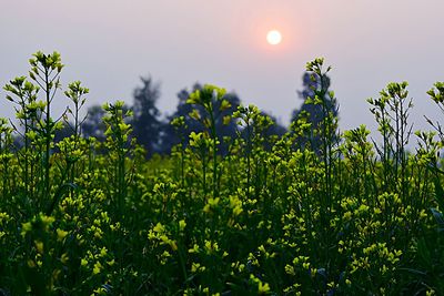 Plants growing on field