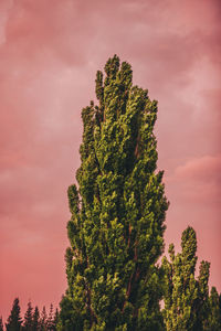 Low angle view of trees against sky during sunset